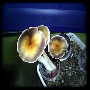 Xapuri Magic Mushroom Magic Mushroom Spore Syringe with 24K Gold Infusion