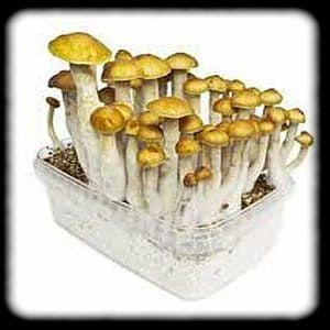 golden teacher Magic Mushroom Spore Syringe with 24K Gold Infusion