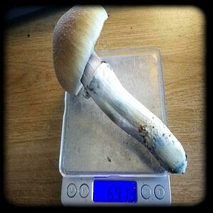 largest magic mushrrom 4 pack special 1 Magic Mushroom Spore Syringe with 24K Gold Infusion