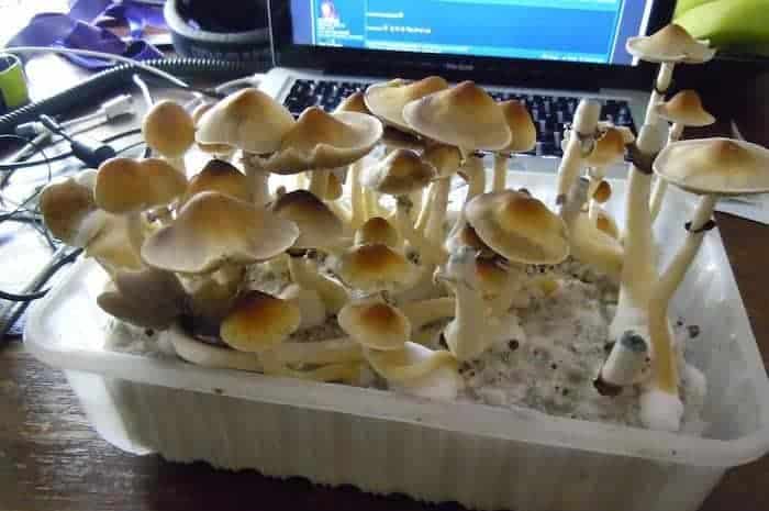 Ban Thurian B T Magic Mushroom