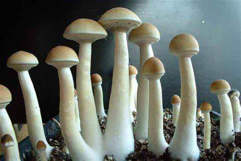Chitwan Nepal Magic Mushroom