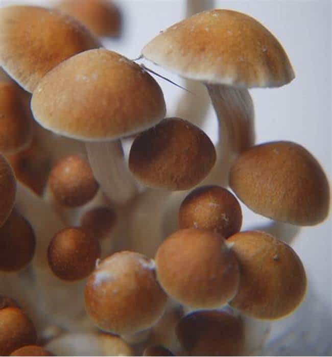 Corumba Magic Mushroom Strain