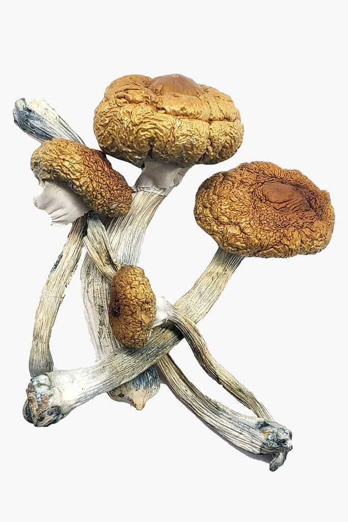 Costa Rican Magic Mushroom Strain
