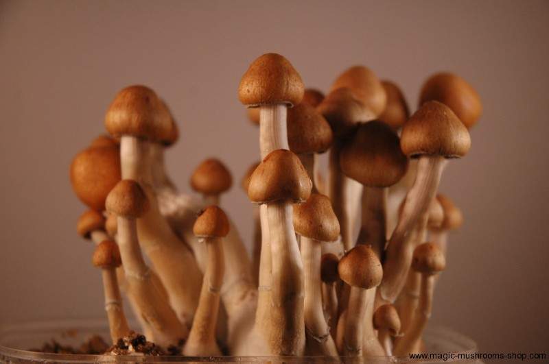 Ecuador Magic Mushroom Strain