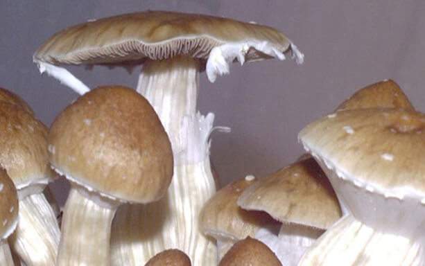 Florida Fplus magic mushroom strain