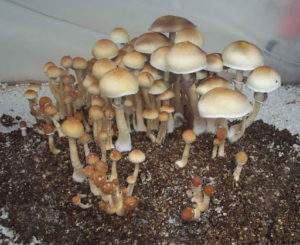Gulf Coast Magic Mushroom Strain