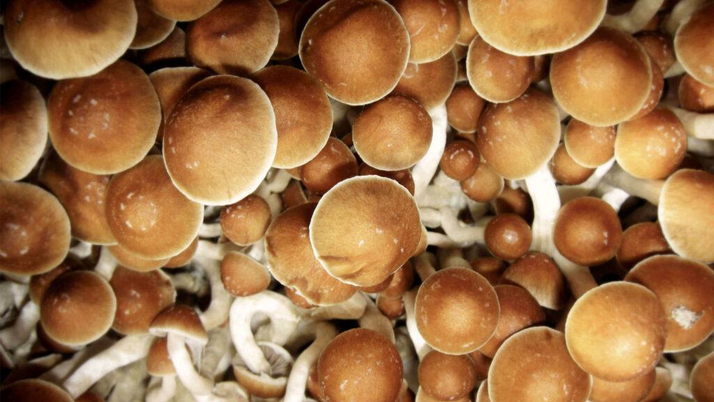 Malaysian Magic Mushroom Strain