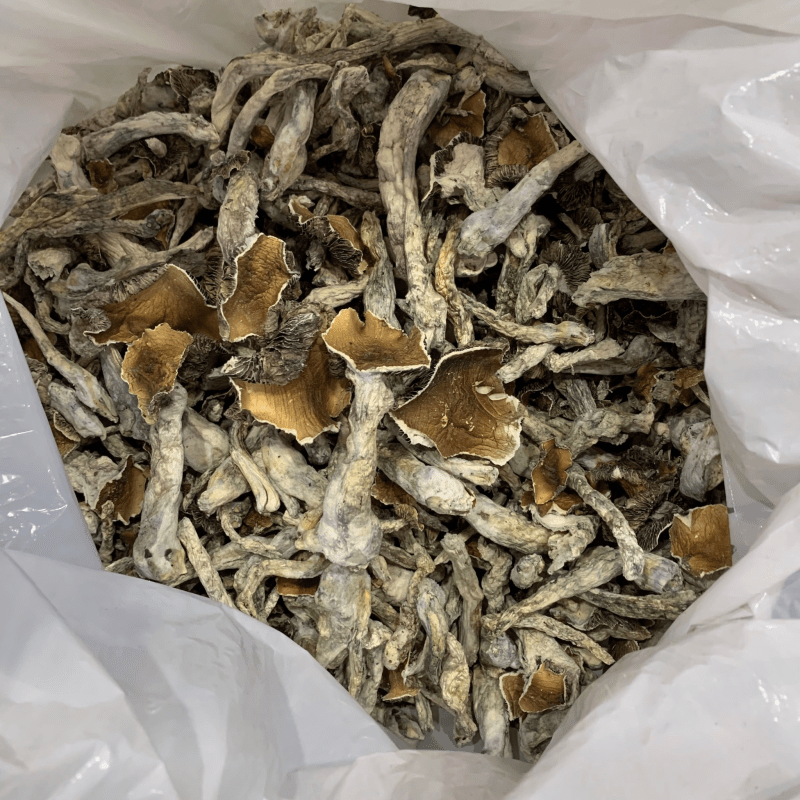 Mexican Albino magic mushroom strain