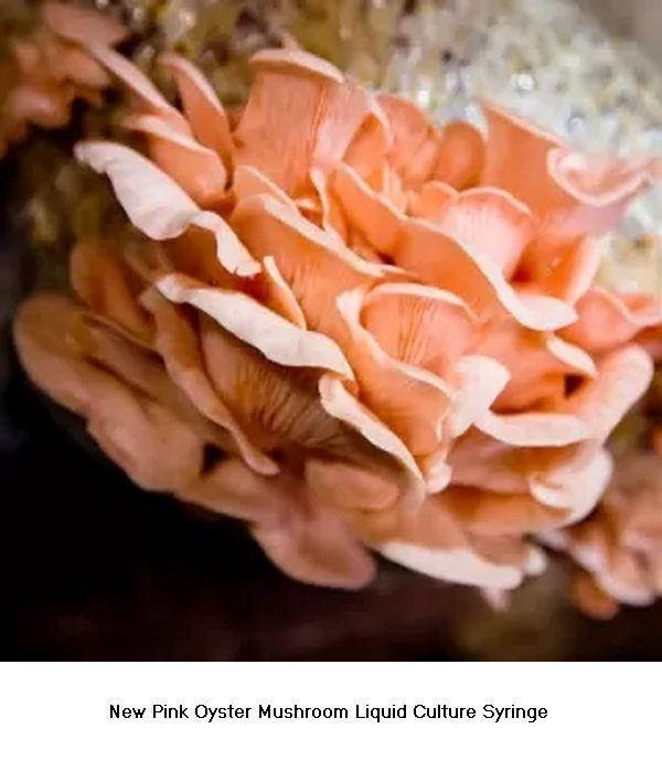 New Pink Oyster Mushroom Liquid Culture Syringe