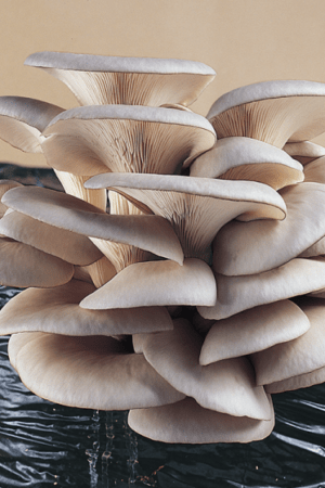 Oyster Mushroom HK 35 Commercial Pleurotus Ostreatus