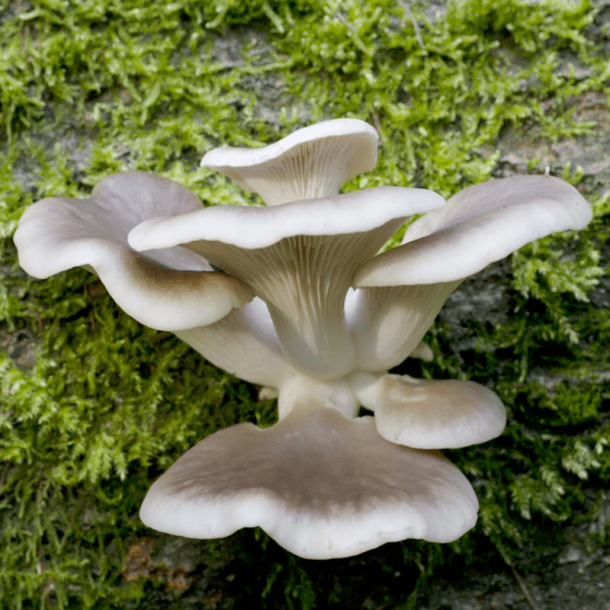 Oyster Mushroom Lambert 123 Pleurotus Ostreatus