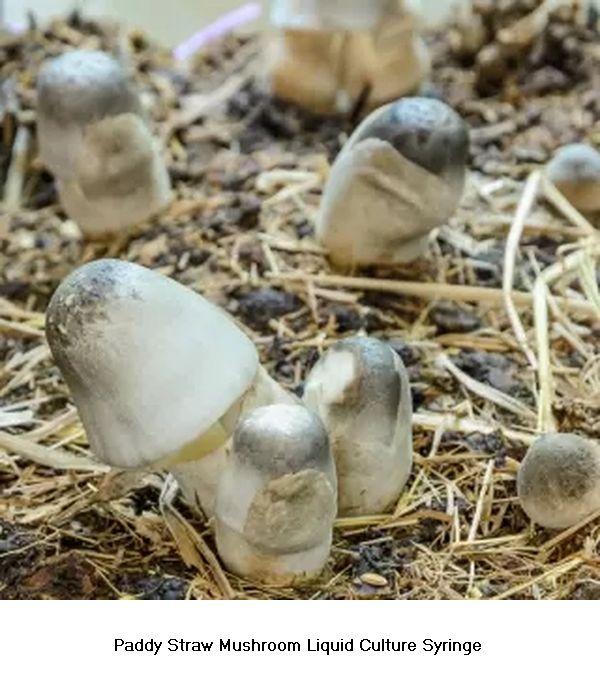 Paddy Straw Mushroom Liquid Culture Syringe