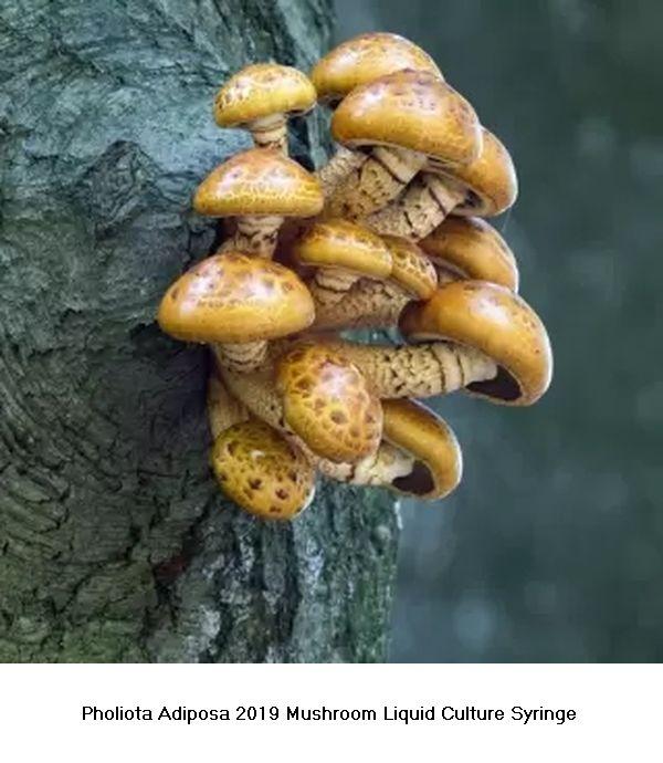 Pholiota Adiposa Mushroom Liquid Culture Syringe