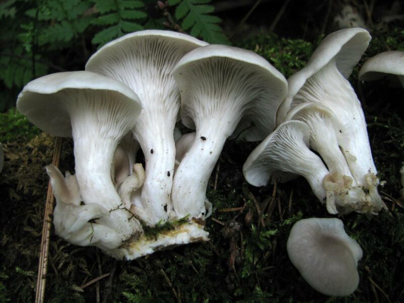 Branched Oyster Mushroom Pleurotus Cornucopiae