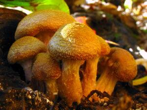 Bulbous Honey Mushroom Armillaria Gallica