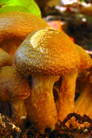 Bulbous Honey Mushroom Armillaria Gallica scaled