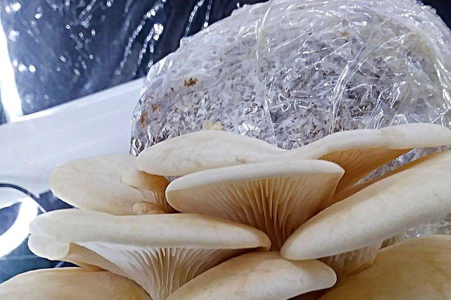 Buy Aspen Oyster Pleurotus Populinus cc clear liquid mushroom culture syringe