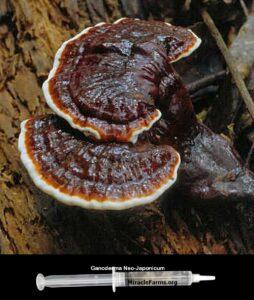 Buy Ganoderma Neo Japonicum cc clear liquid mushroom culture syringe