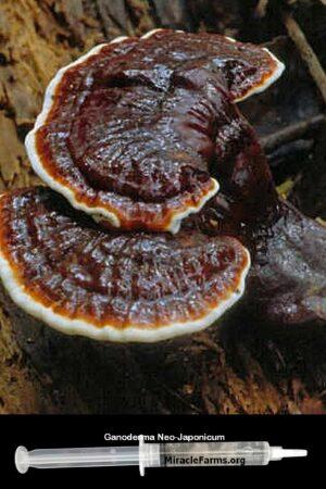 Buy Ganoderma Neo Japonicum 12 cc clear liquid mushroom culture syringe 1