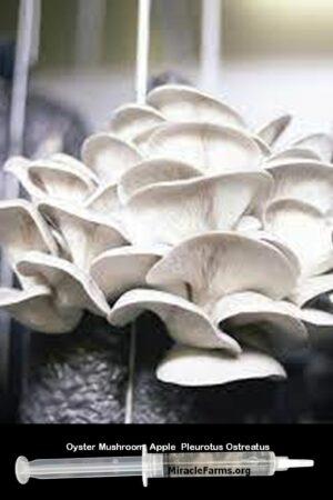 Buy Oyster Mushroom Apple Pleurotus Ostreatus 12 cc clear liquid mushroom culture syringe