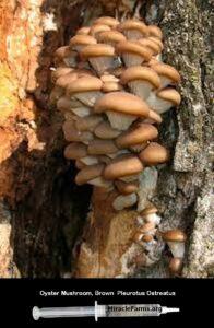 Buy Oyster Mushroom Brown Pleurotus Ostreatus cc clear liquid mushroom culture syringe