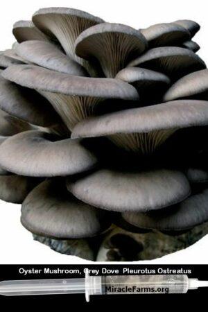 Buy Oyster Mushroom Grey Dove Pleurotus Ostreatus 12 cc clear liquid mushroom culture syringe