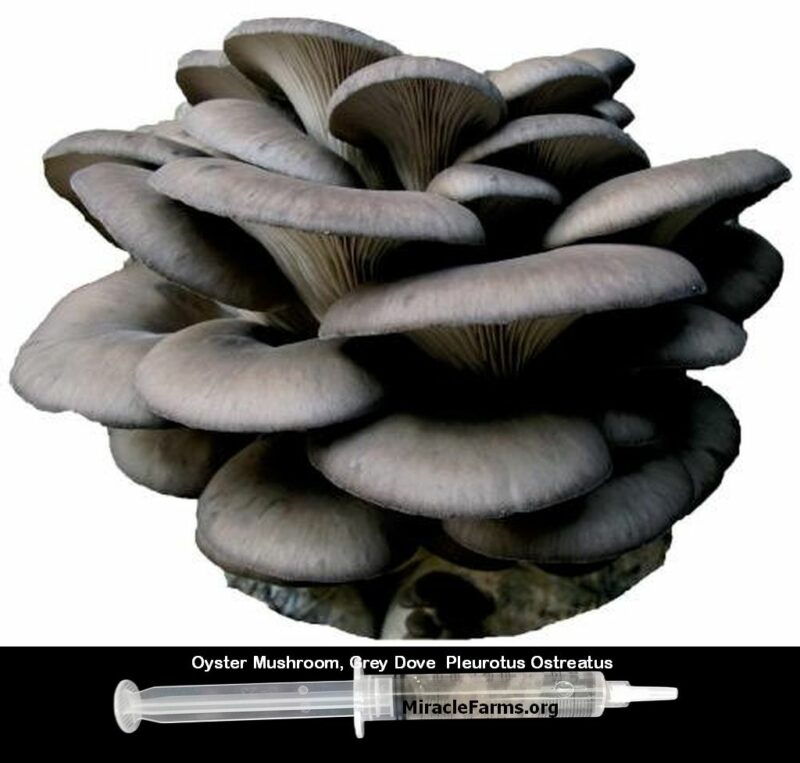 Buy Oyster Mushroom Grey Dove Pleurotus Ostreatus 12 cc clear liquid mushroom culture syringe