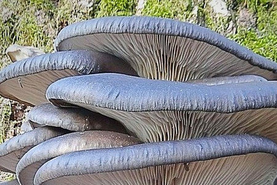 Buy Oyster Mushroom Grey Pleurotus Ostreatus cc clear liquid mushroom culture syringe