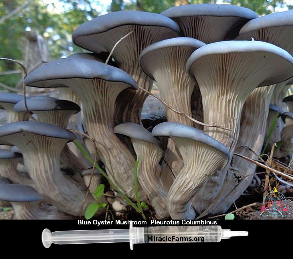 Buy Oyster Mushroom blue Pleurotus Columbinus cc clear liquid mushroom culture syringe