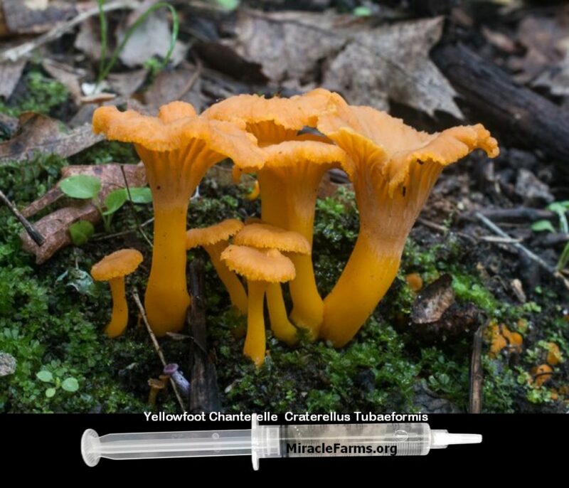 Buy Yellowfoot Chanterelle Craterellus Tubaeformis 12 cc clear liquid mushroom culture syringe 1