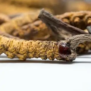 Caterpillar Fungus Cordyceps Sinensis