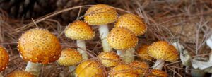 Chestnut Mushroom Pholiota Adiposa