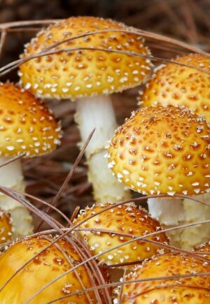 Chestnut Mushroom Pholiota Adiposa 1