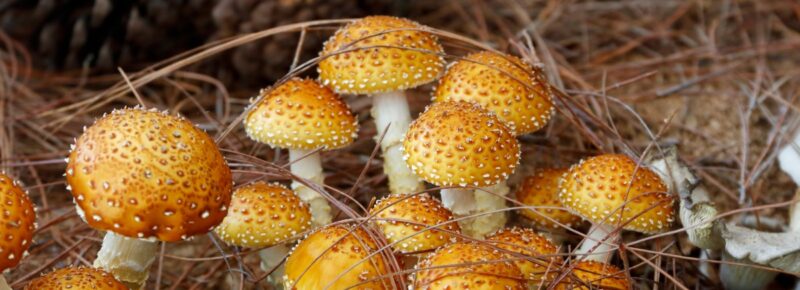 Chestnut Mushroom Pholiota Adiposa 1