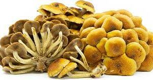 Cinnamon Cap Mushroom Hypholoma Sublateritium