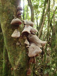 Cloud Ear Fungus Auricularia Polytricha