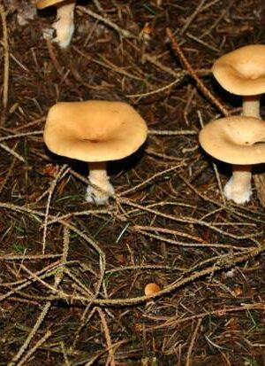 Common Funnel Mushroom Clitocybe Gibba