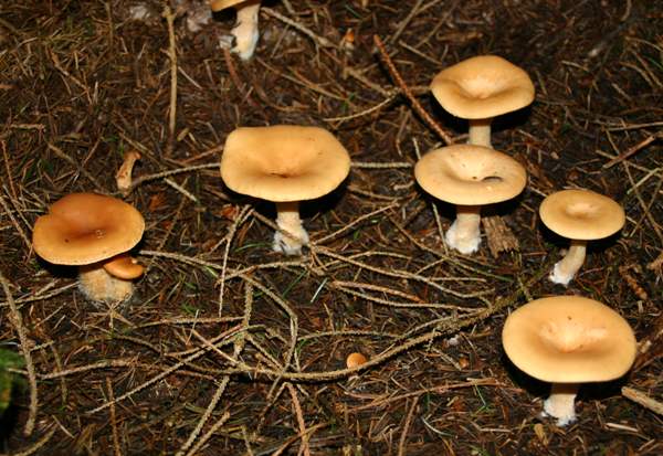 Common Funnel Mushroom Clitocybe Gibba