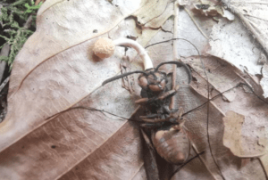 Cordyceps Wasp Killing Ophiocordyceps Sphenocephala