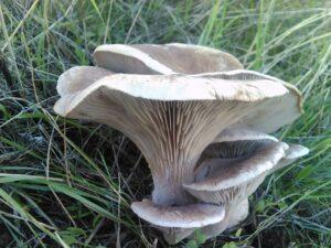Ferulae Mushroom Pleurotus Ferulae