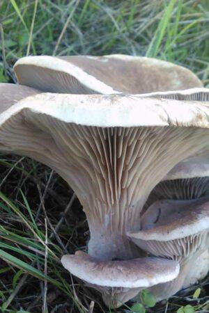 Ferulae Mushroom Pleurotus Ferulae 1