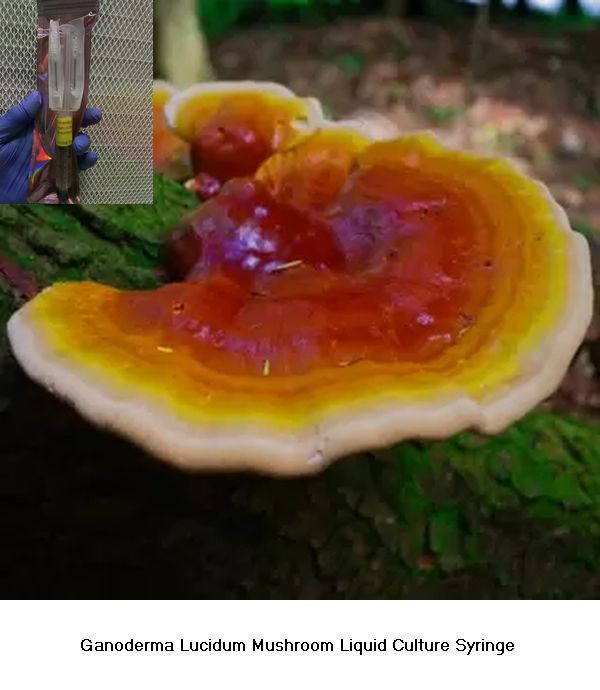 Ganoderma Lucidum Mushroom Liquid Culture Syringe 12 cc culture syringe 1