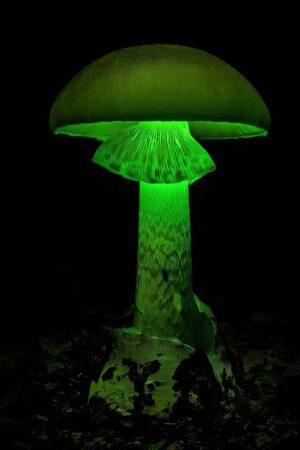 Luminous Lucy Magic Mushroom glow in the dark Bioluminescent Fungi from miracle farms spores