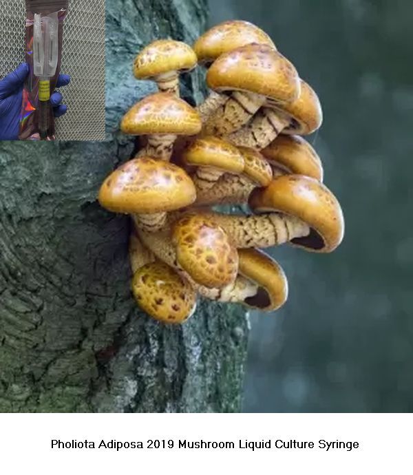 Pholiota Adiposa 2019 Mushroom Liquid Culture Syringe 12 cc culture syringe 1