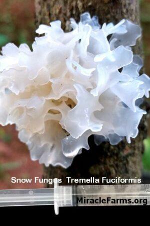 Snow Fungus Tremella Fuciformis