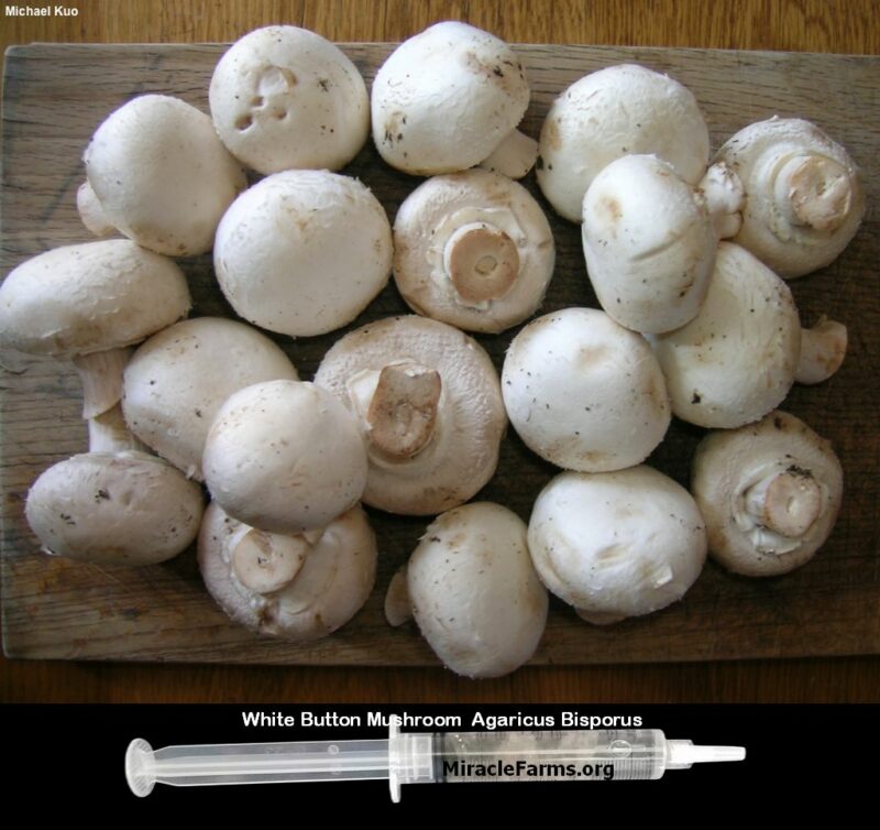 White Button Mushroom Agaricus Bisporus