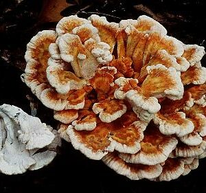White Pored Chicken of the Woods
