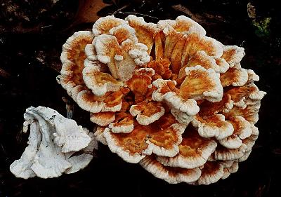 White Pored Chicken of the Woods