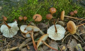 Garlic Scented Mushroom Mycetinis Scorodonius