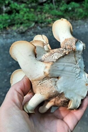 Giant Sawgill Mushroom Neolentinus Ponderosus